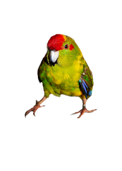 imagen de un kakariki papillero del aviario de Martín