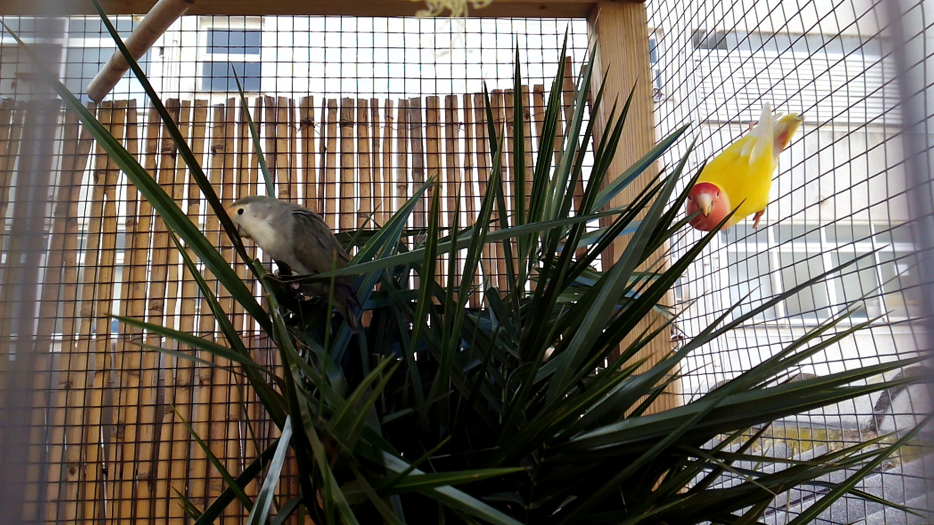 Imagen de kakarikis esos pequeños loritos australianos del aviario familiar de papilleros mallorca chulito.es