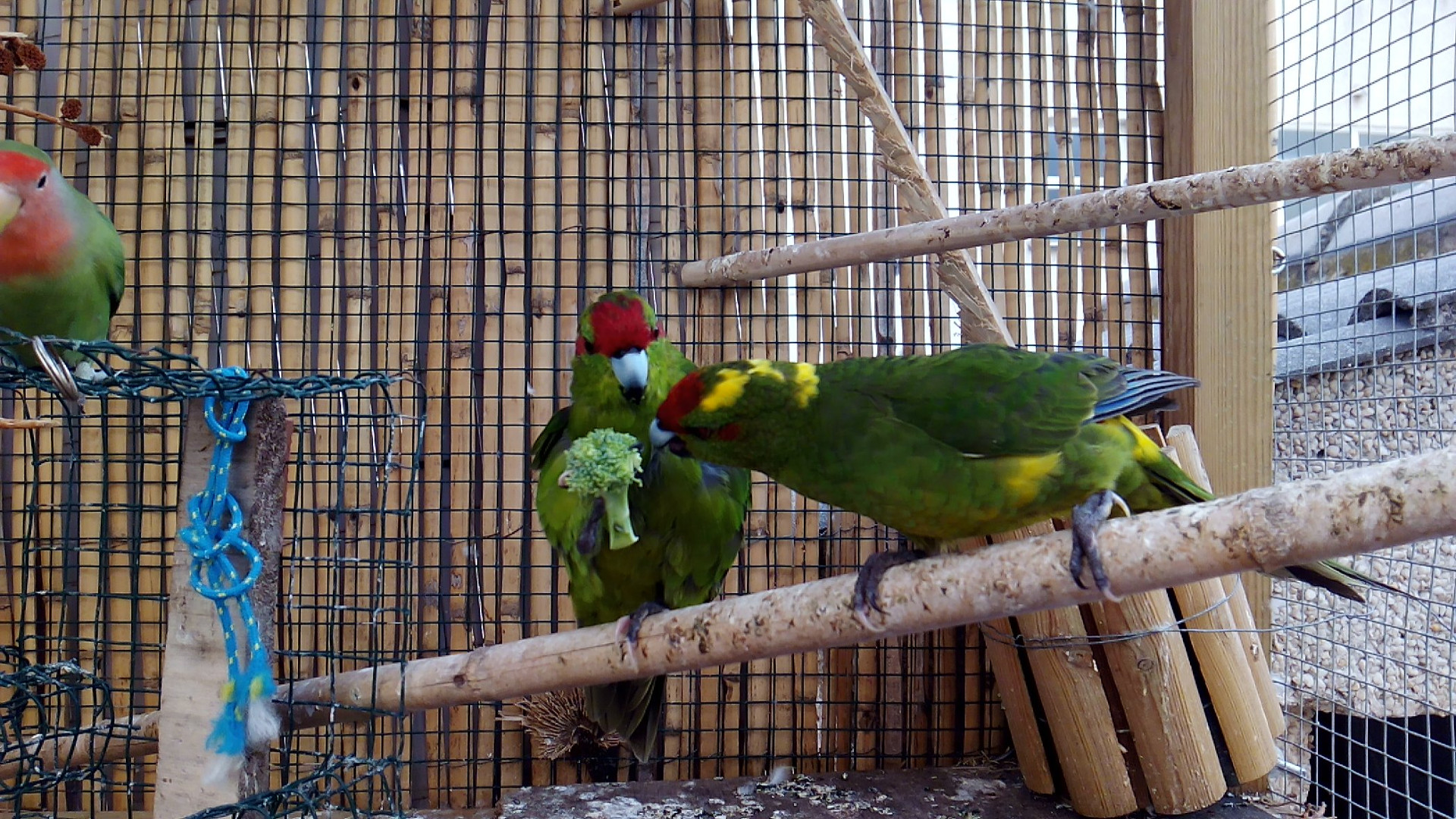 Kakarikis y aves papilleros chulito.es