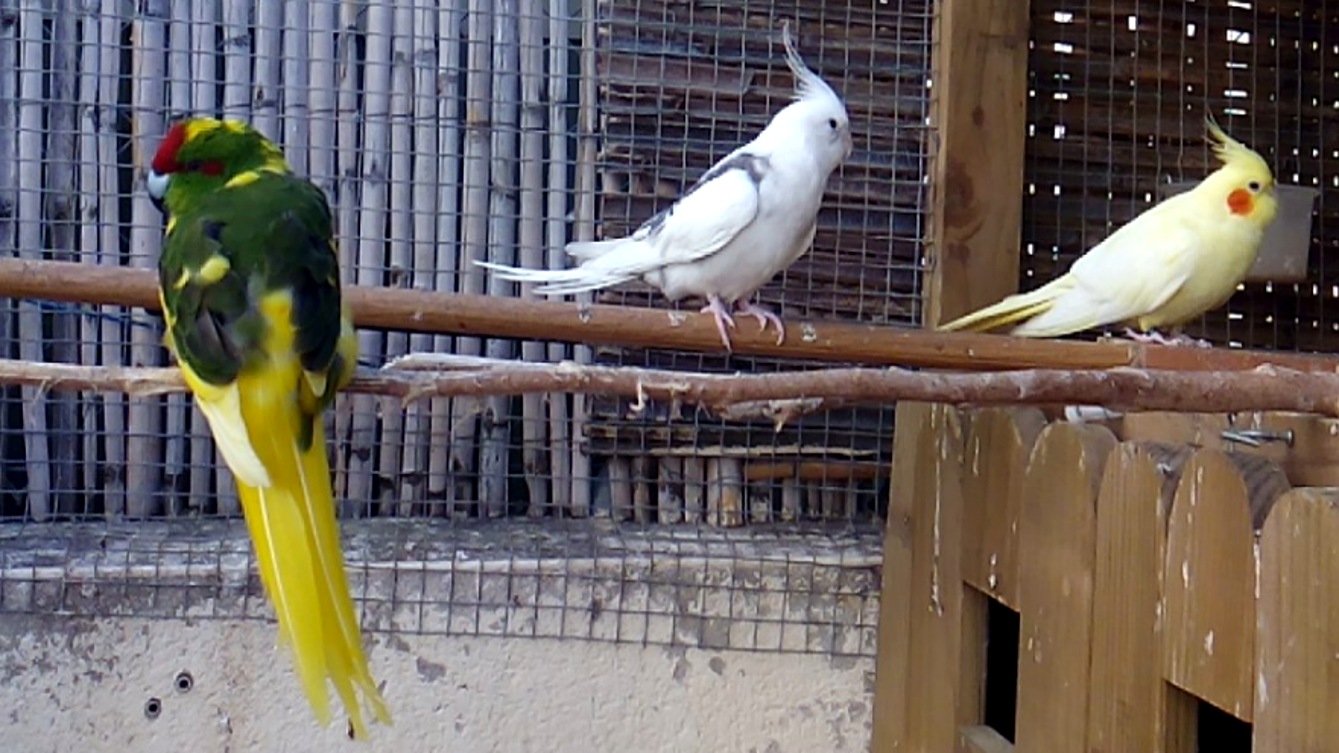 imagen de agapornis y aves papilleras de Mallorca chulito.es