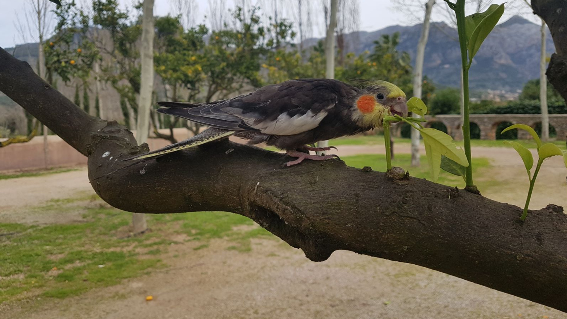 imagen de agapornis y aves papilleras de Mallorca chulito.es